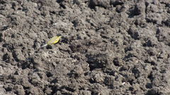 Motacilla flava feldegg