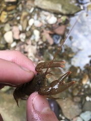 Cambarus carinirostris