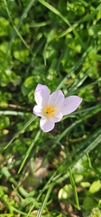 Small Crocus (Crocus versicolor)