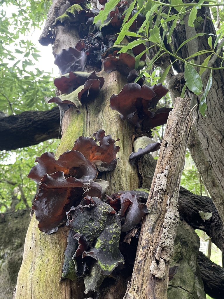 Auricularia cornea · February 2025 · photo: © aimeytahu (iNaturalist, cc-by)
