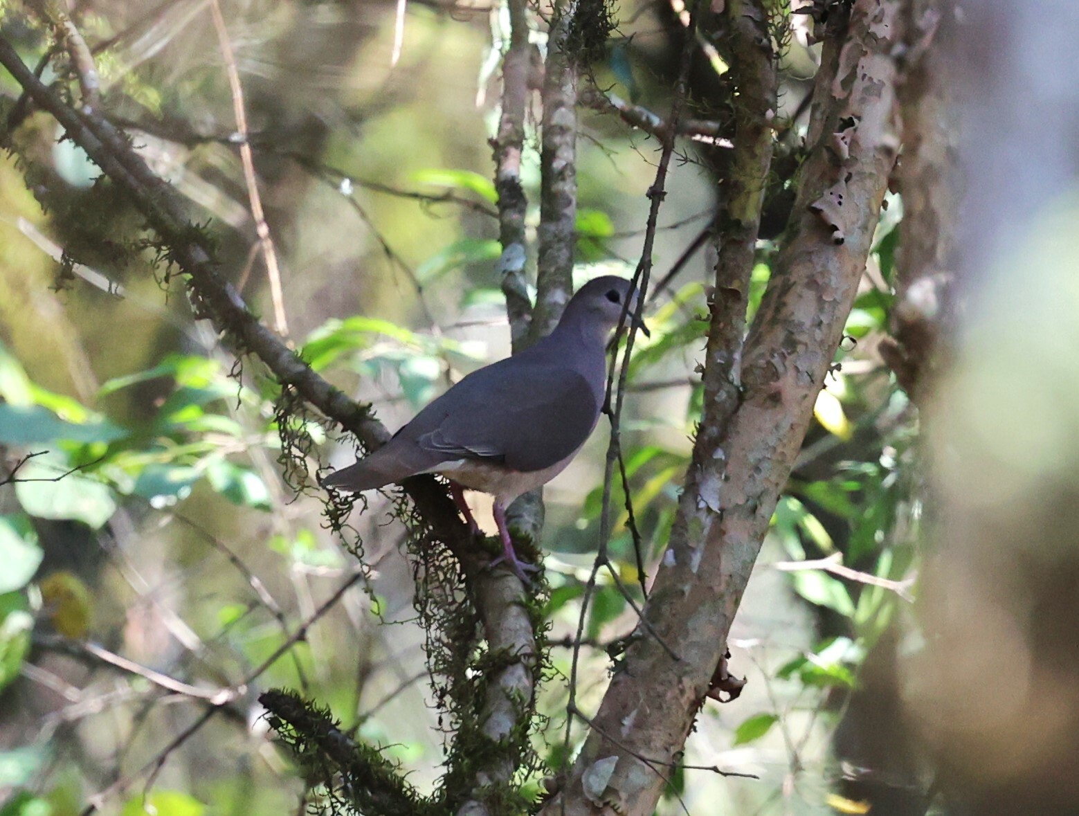 Yungas Dove (Leptotila megalura), photo 7