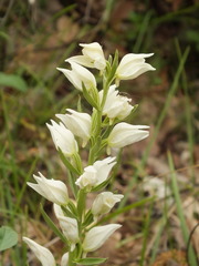 Cephalanthera epipactoides