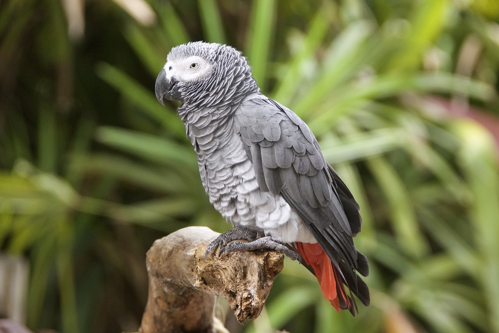 Gray Parrot (Psittacus erithacus) photo
