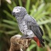 African Grey Parrot - Photo (c) Valerie, some rights reserved (CC BY-NC-ND)