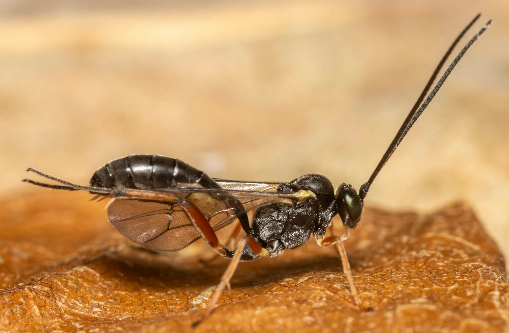Hyposoter brischkei