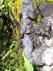 Sceloporus dugesii