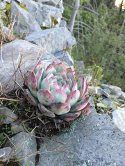 Echeveria colorata