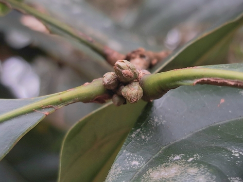 Lithocarpus kawakamii (Lithocarpus kawakamii)
