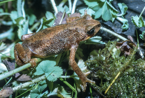 Swamp Forest Tree Toad