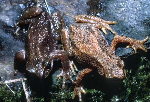 Swamp Forest Tree Toad