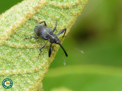 Anthonomus sisymbrii