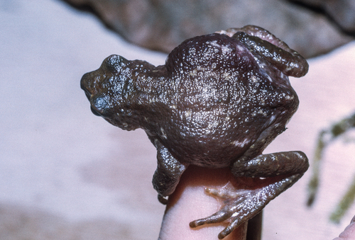 Swamp Forest Tree Toad