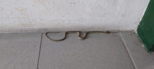 Mousehole Snake