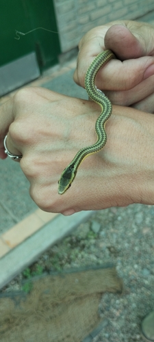 Mousehole Snake