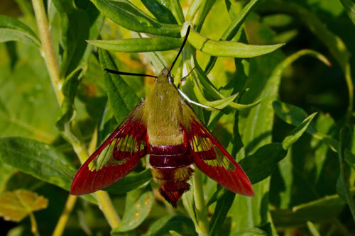 Hummingbird clearwing