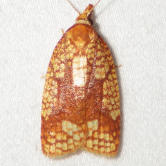 Cenopis ferreana