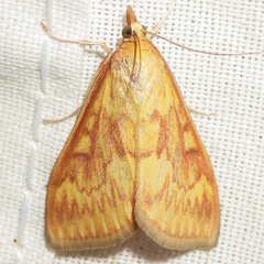 Ostrinia nubilalis