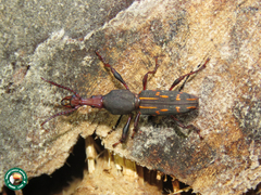 Arrhenodini