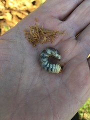 Melolontha melolontha