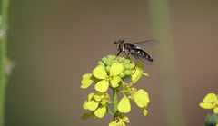 Austroscaeva melanostoma