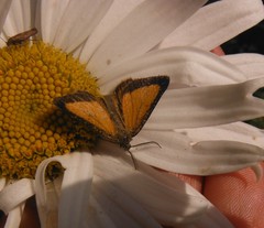 Isturgia limbaria