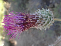 Cirsium occidentale occidentale