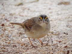 Grassland Sparrow photo 3