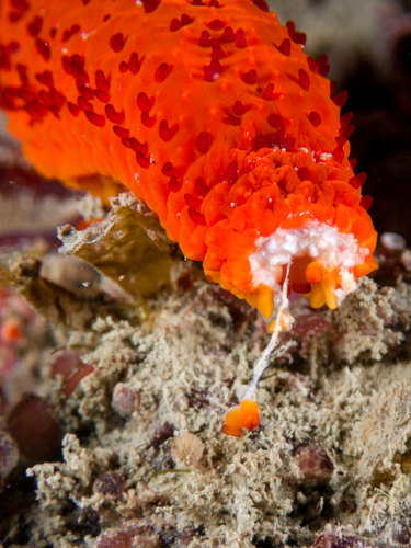 Photo of Red sea star (Echinaster sepositus)