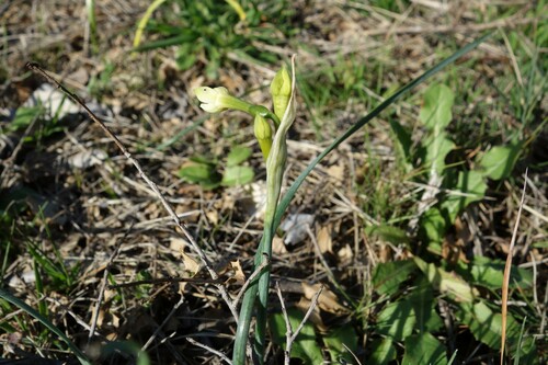 Image of Narcissus dubius by (c) Clément Maouche, some rights reserved (CC BY)