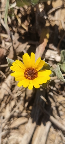 field marigold