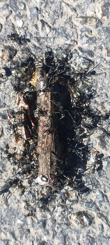 sardoa-group Collared Ants