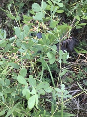 Baptisia australis aberrans