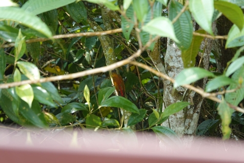Red-rumped Woodpecker (Veniliornis kirkii), photo 8