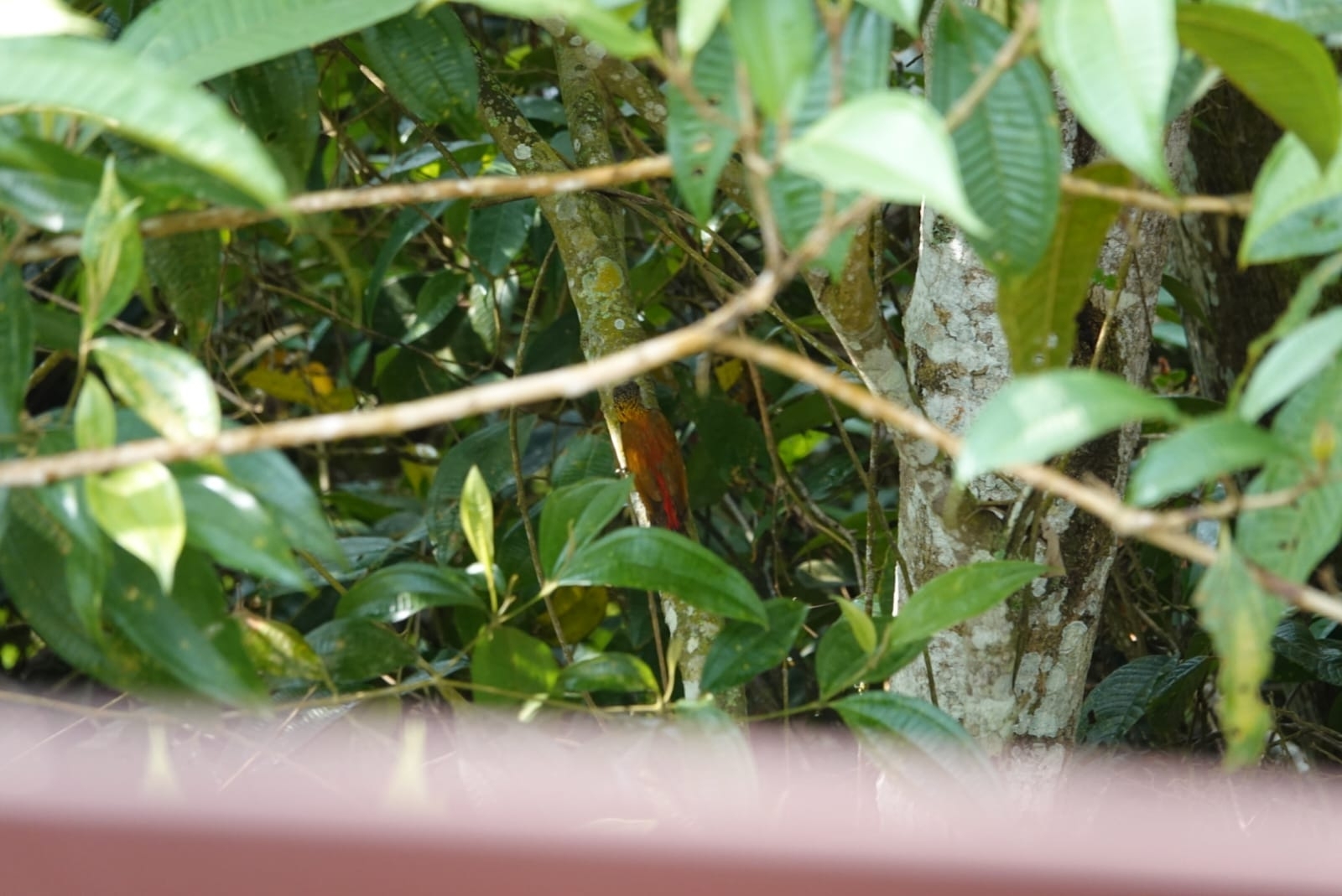 Red-rumped Woodpecker (Veniliornis kirkii), photo 6