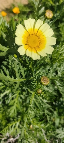 Garland Daisy