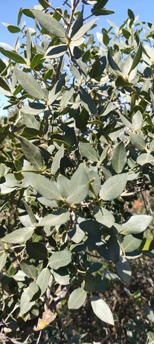 Green Olive Tree