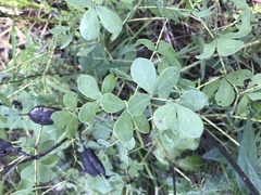 Baptisia australis aberrans