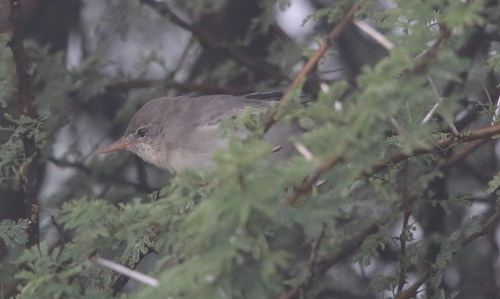 Olive-tree Warbler, Bojanala Platinum District Municipality, South Africa, photo 7 of 10