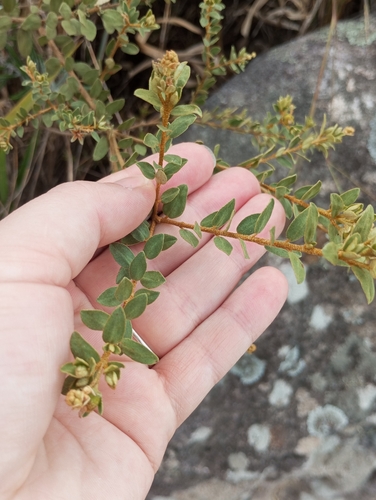Croton serpyllifolius