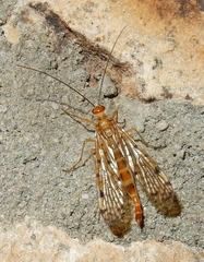 Panorpidae