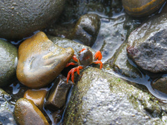Hemigrapsus