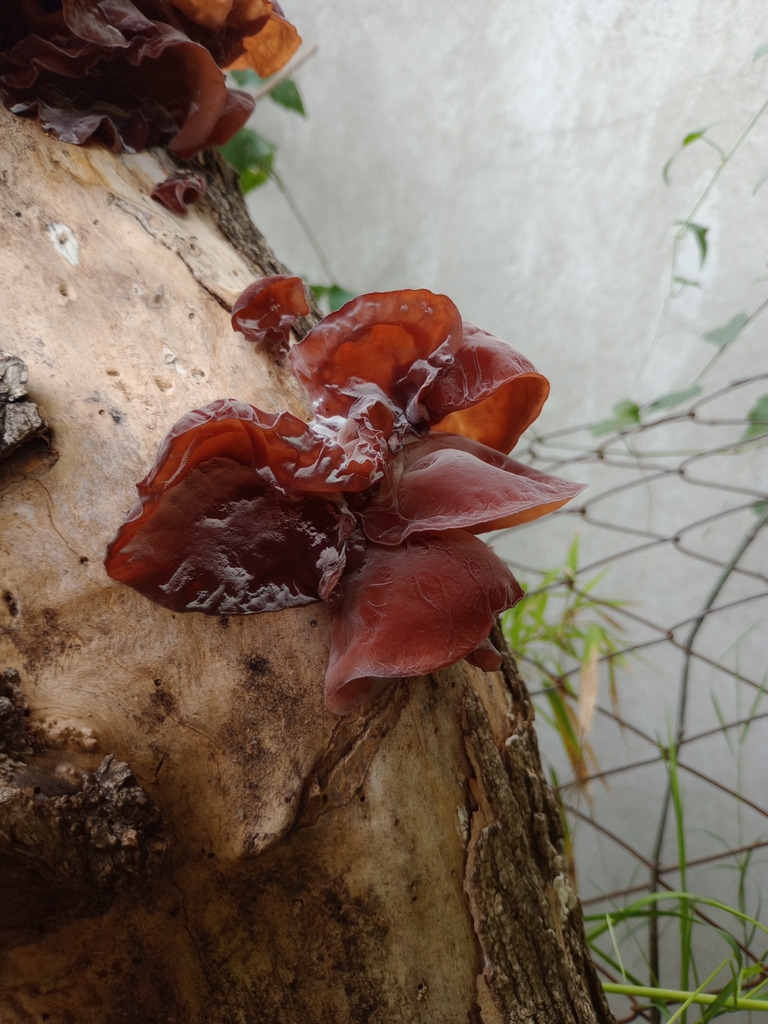 Auricularia fuscosuccinea · March 2025 · photo: © victoriagallo (iNaturalist, cc-by-sa)