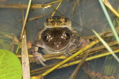 Hylambates maculatus