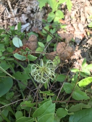 Clematis ochroleuca