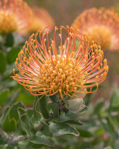 Leucospermum cordifolium