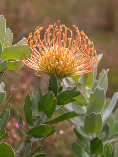 Leucospermum cordifolium