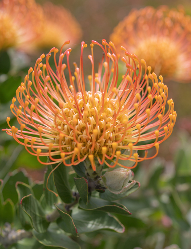 Leucospermum cordifolium