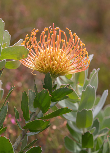 Leucospermum cordifolium