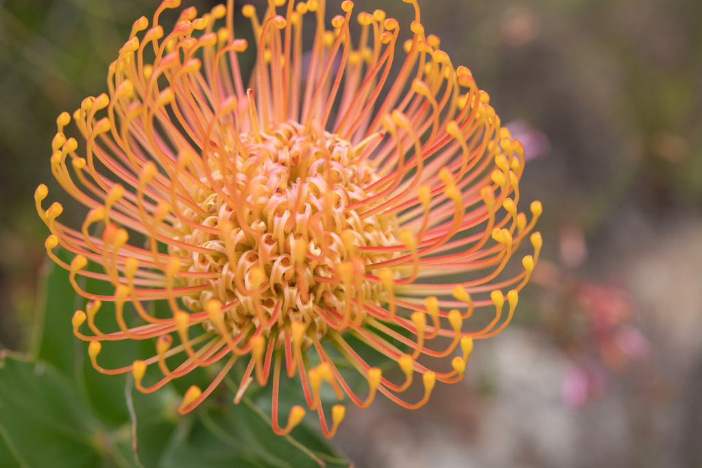The Pincushion