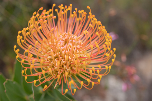 Leucospermum cordifolium